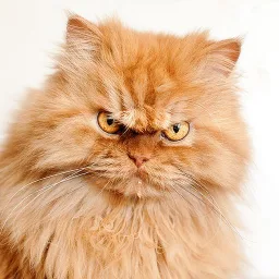 ajaxgingernutbiscuit